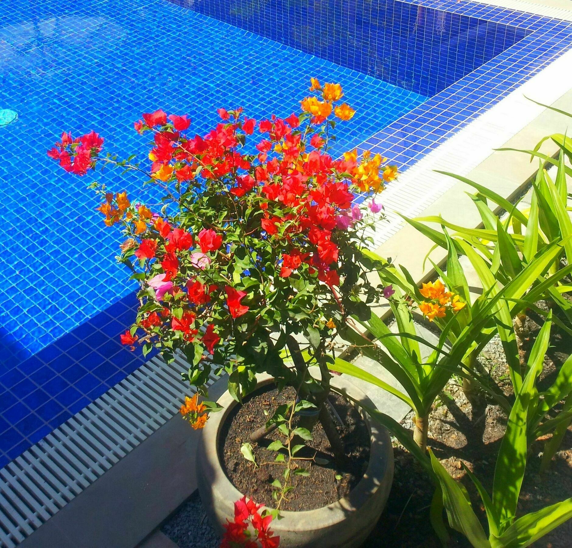 Sweet Mango Villa Сиемрип Экстерьер фото